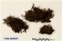 藏品(側枝提燈苔)的圖片